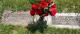 Headstone - Alexander N. & Burnice Soucie Headstone - Alexander N. & Burnice Soucie